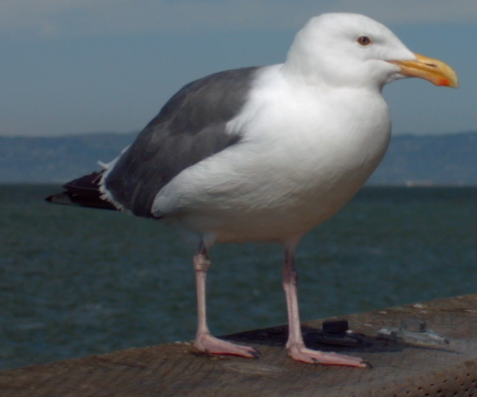 Western Gull - Trevor Rogers