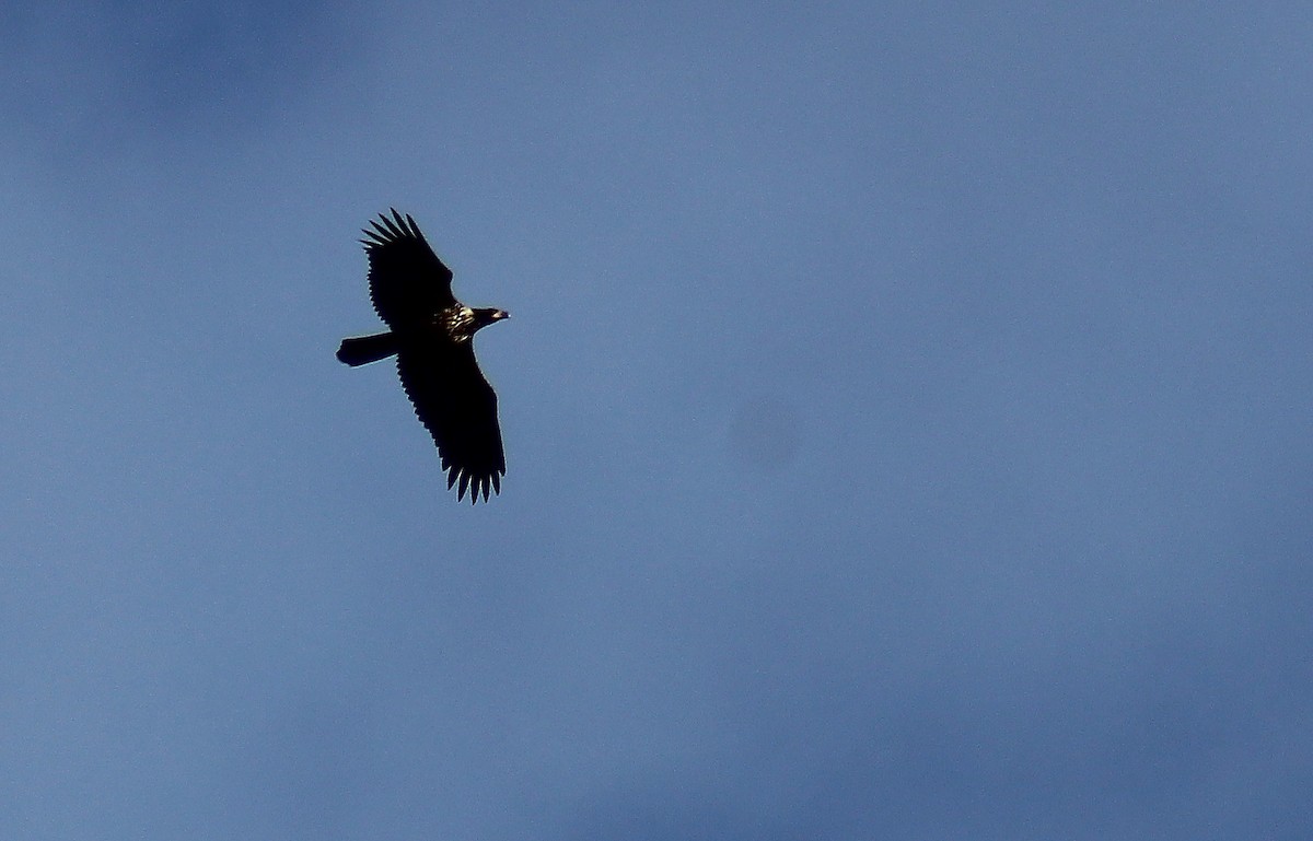 Bald Eagle - ML79856441