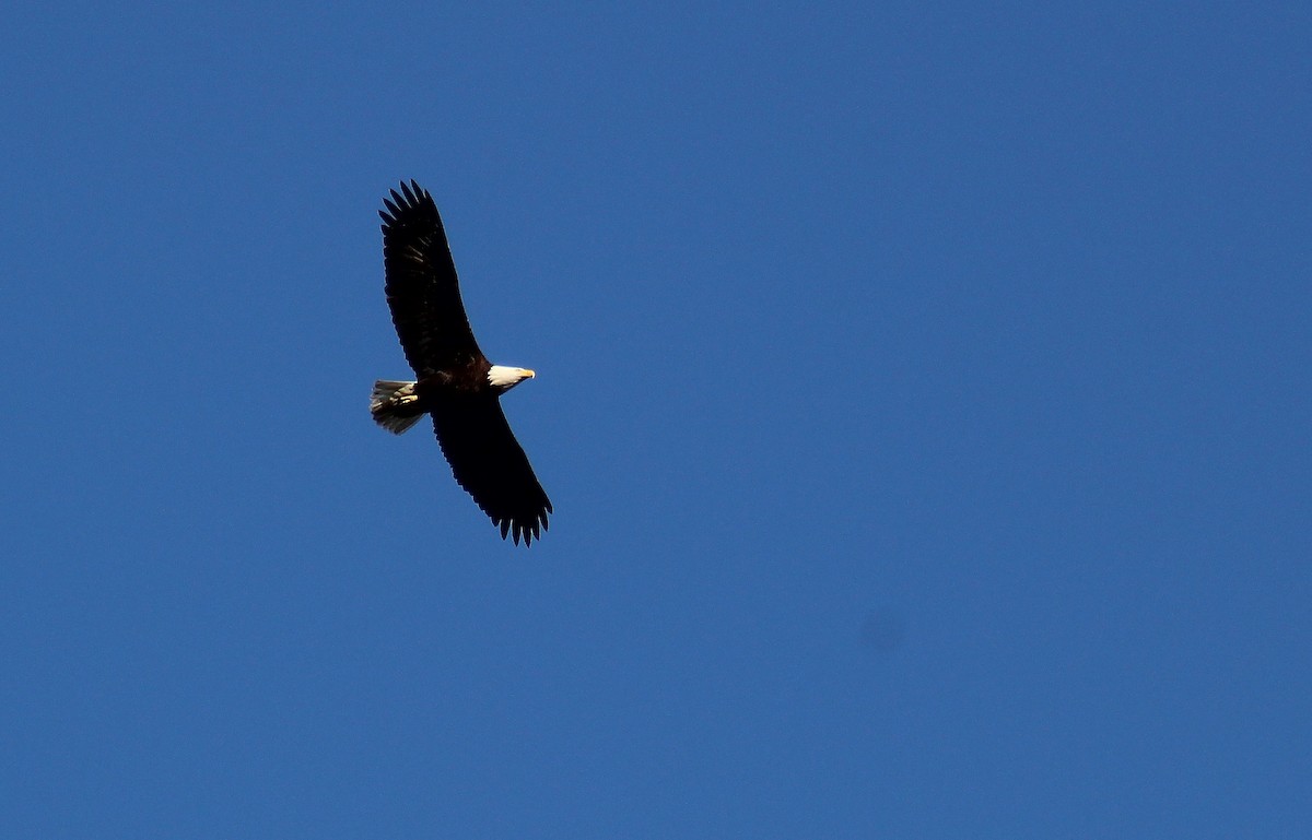 Bald Eagle - ML79856451