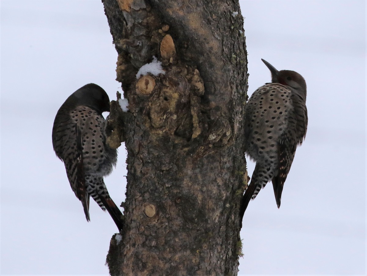 Northern Flicker - ML79858221