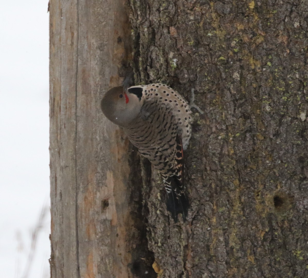 Northern Flicker - ML79858271