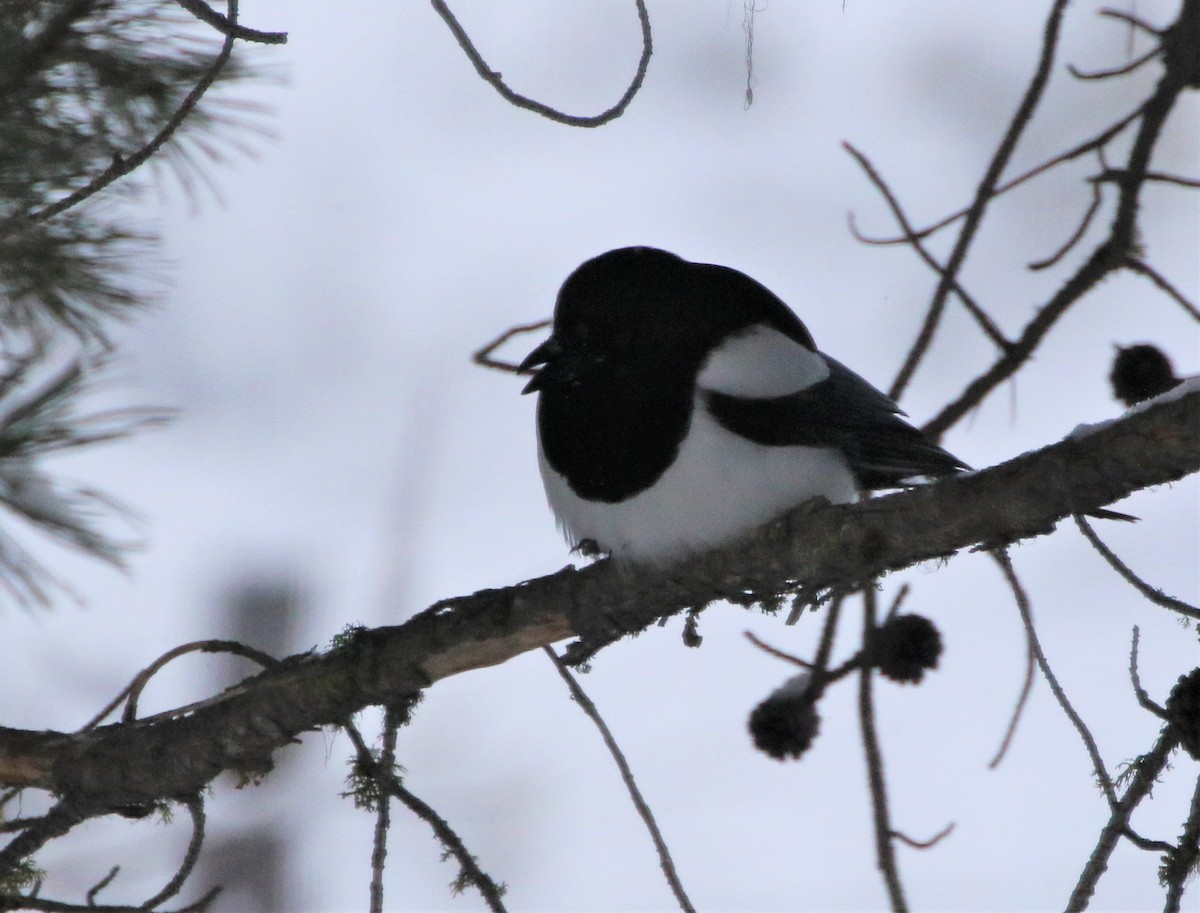 Black-billed Magpie - Mike "mlovest" Miller