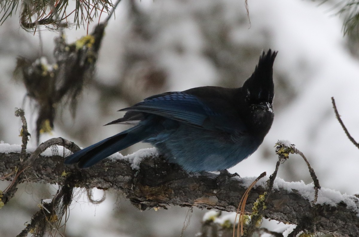 Steller's Jay - ML79858371