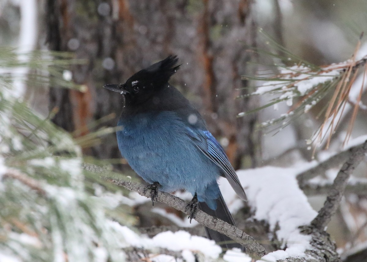 Steller's Jay - ML79858381