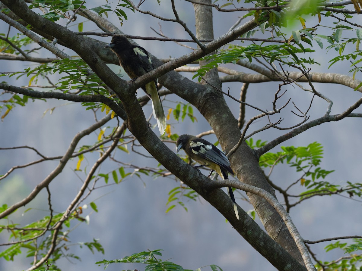 White-winged Magpie (Black-tailed) - ML79863671