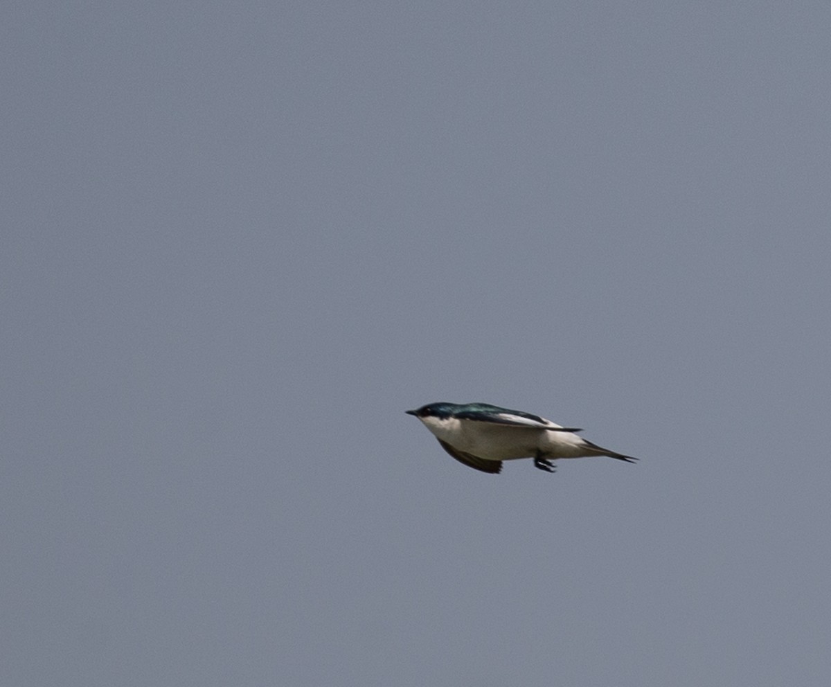 White-winged Swallow - Meg Barron