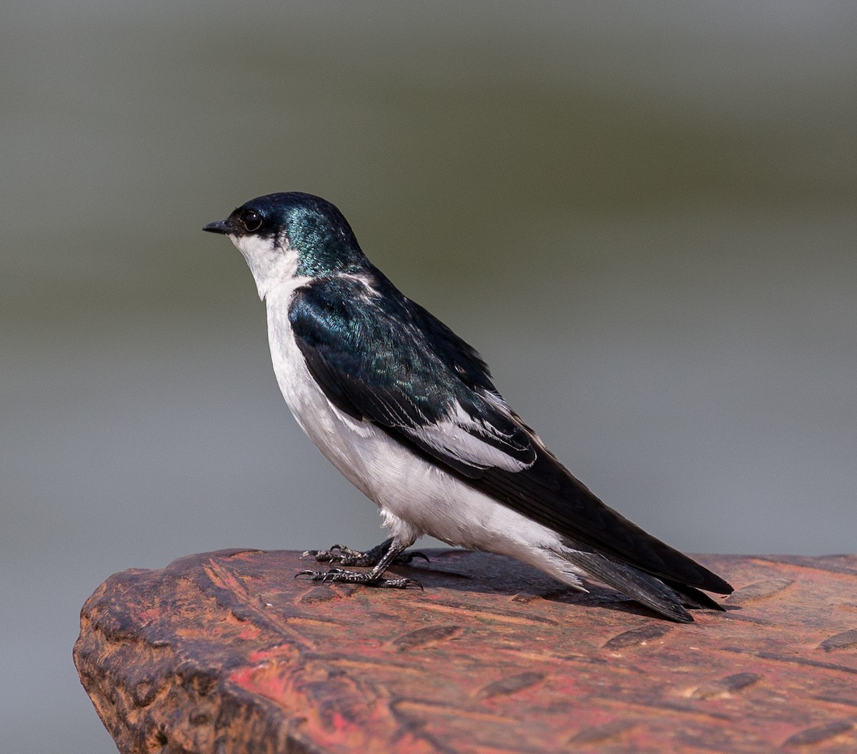 White-winged Swallow - Meg Barron