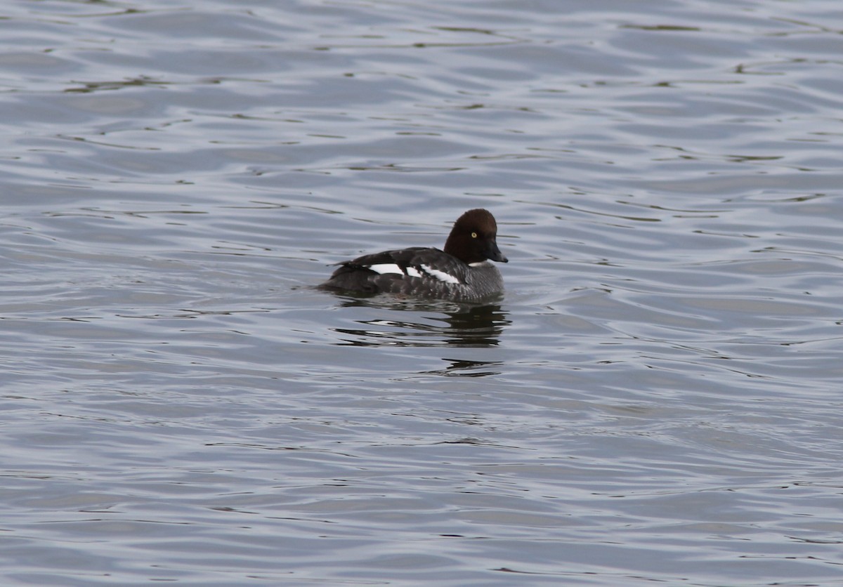 Common Goldeneye - ML79866331