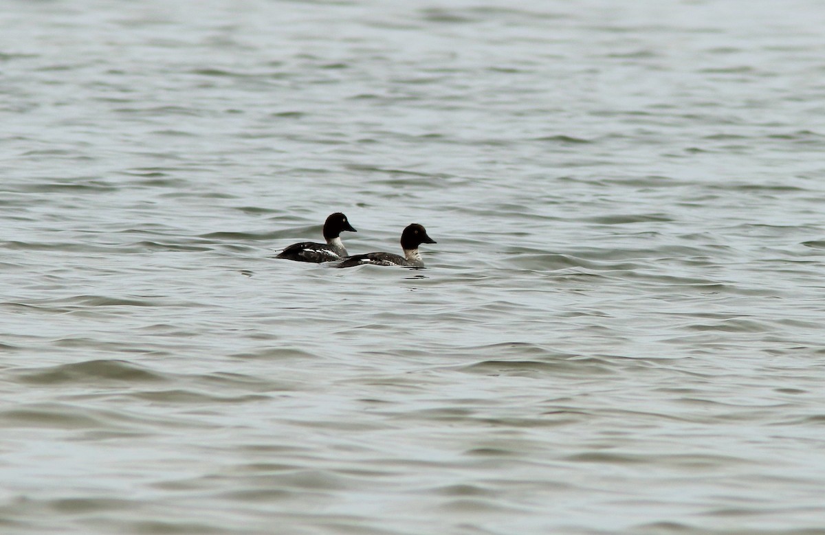 Common Goldeneye - ML79866361