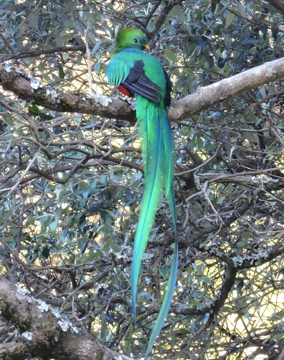 Quetzal resplendissant - ML79866791