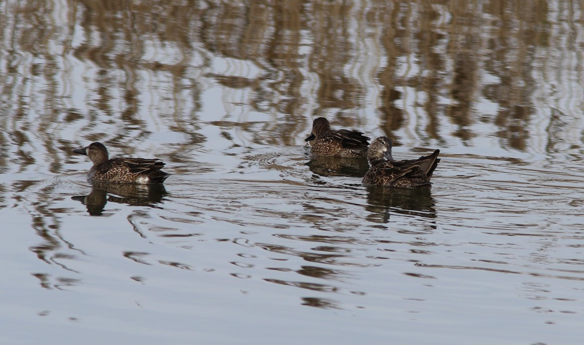 Blue-winged Teal - ML79866871