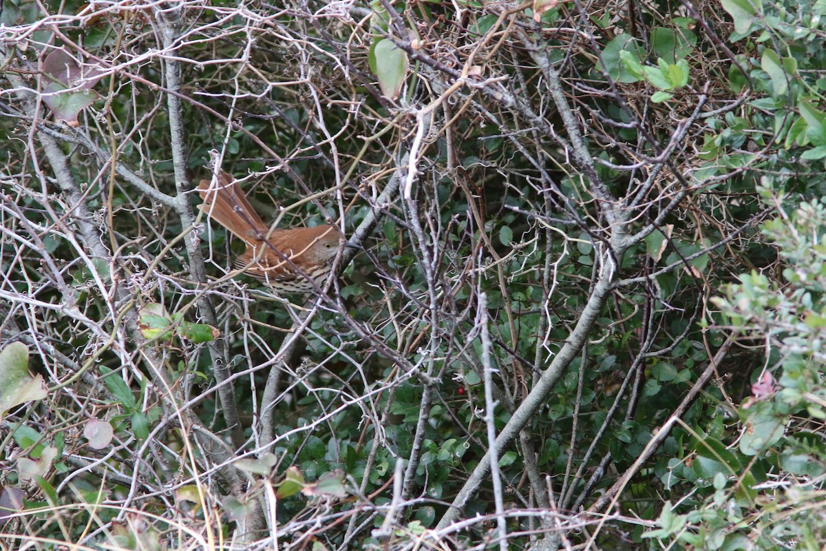 Brown Thrasher - ML79866971