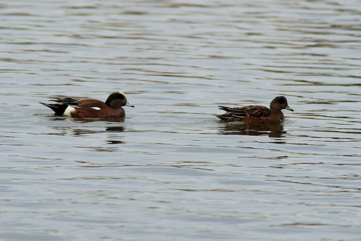 Canard d'Amérique - ML79866981