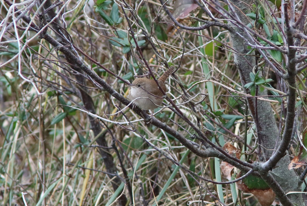 House Wren - Tammy Conklin