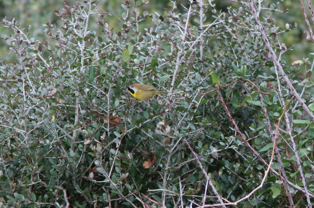 Common Yellowthroat - ML79867071