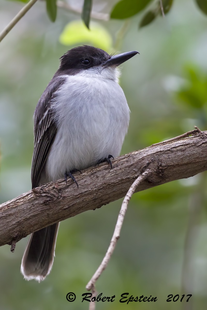 Loggerhead Kingbird - ML79868151
