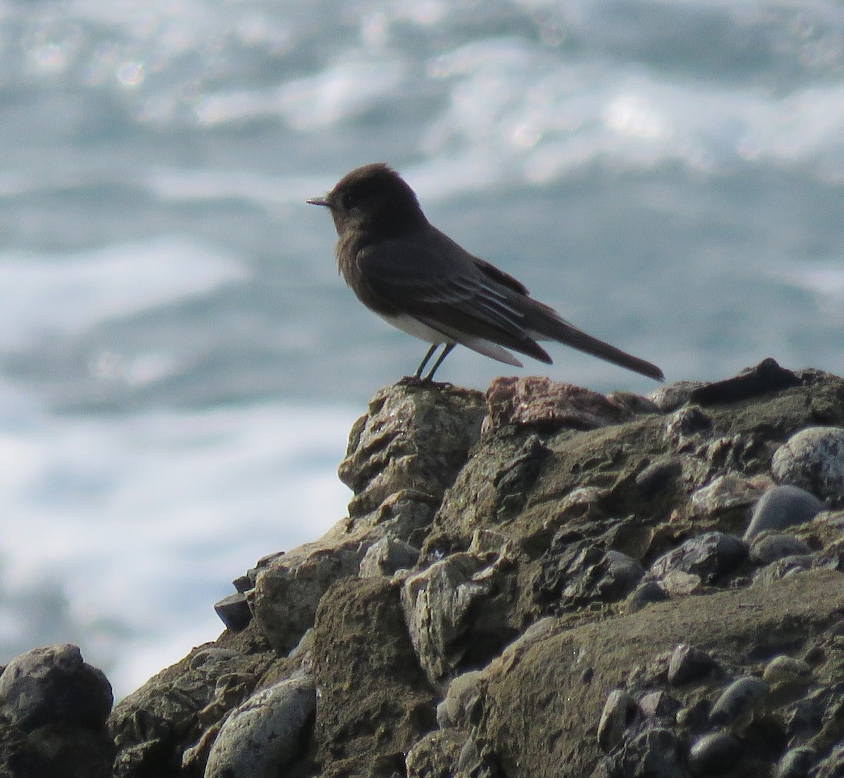 Black Phoebe - George Chrisman