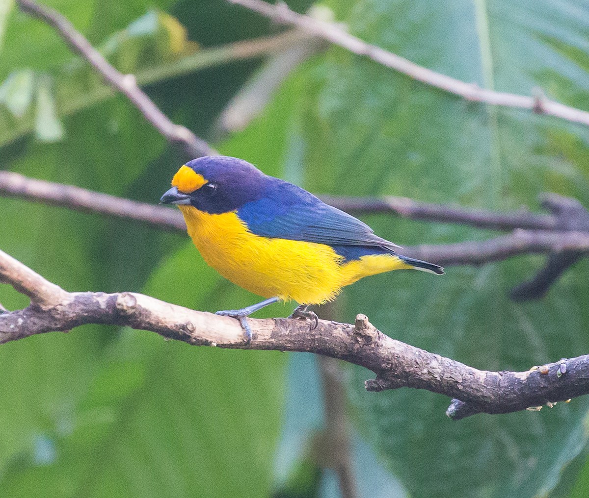 Violaceous Euphonia - ML79869321