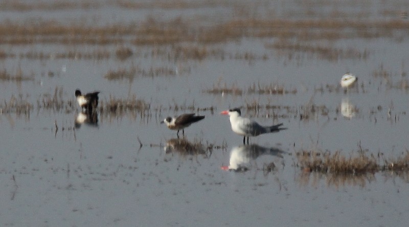 Franklin's Gull - ML79869351