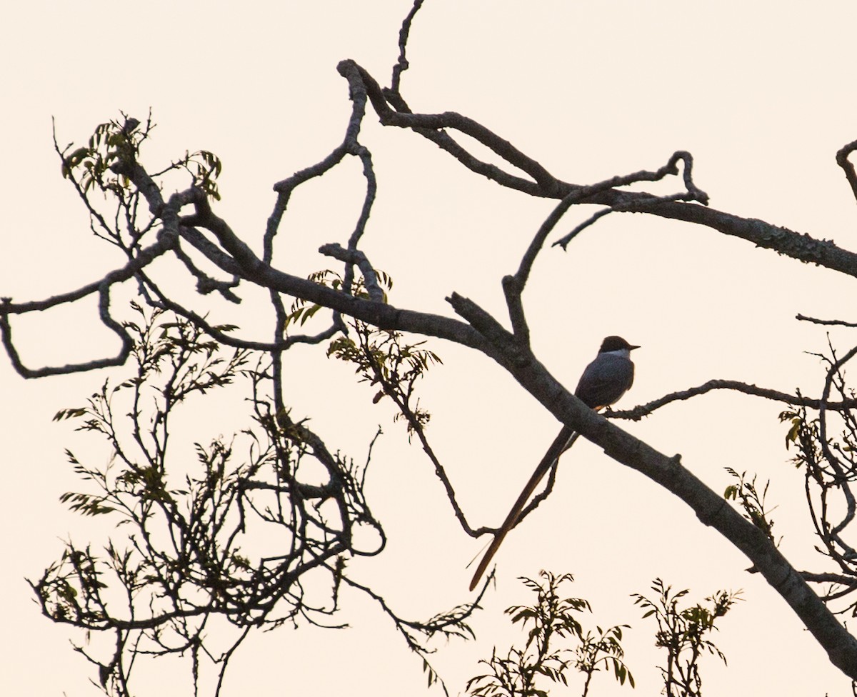 Fork-tailed Flycatcher - ML79869511