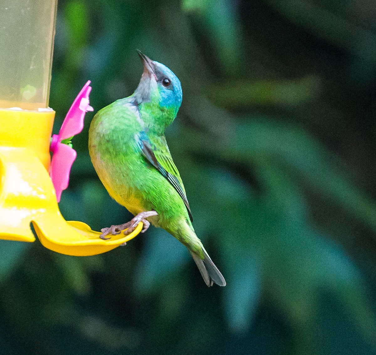 Blue Dacnis - ML79869661