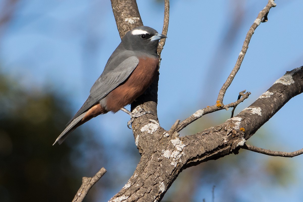 White-browed Woodswallow - John  Van Doorn