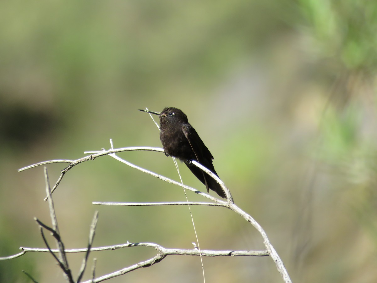 Black Metaltail - ML79870241