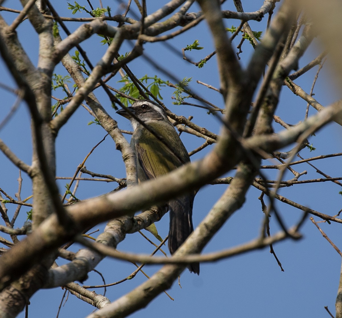 Green-winged Saltator - ML79870541