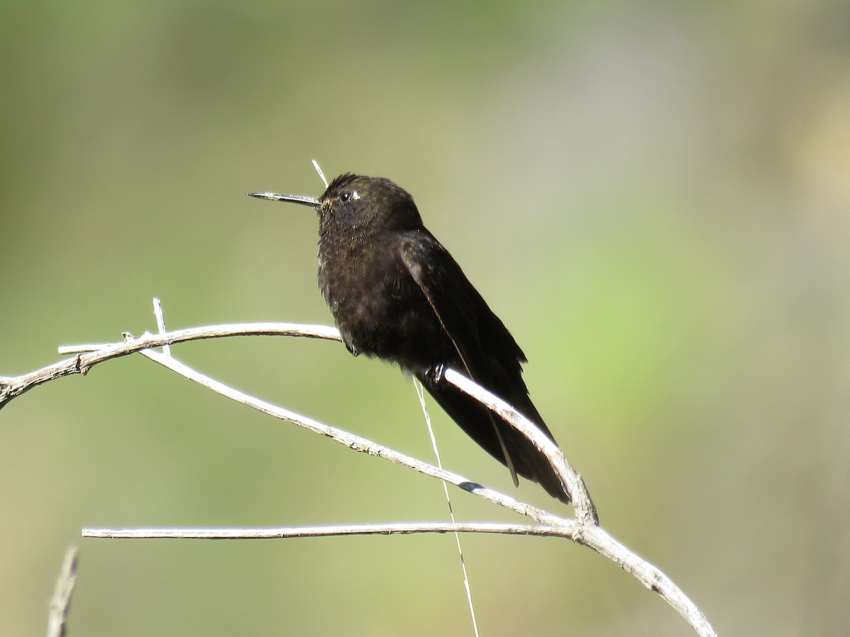 Black Metaltail - ML79870641