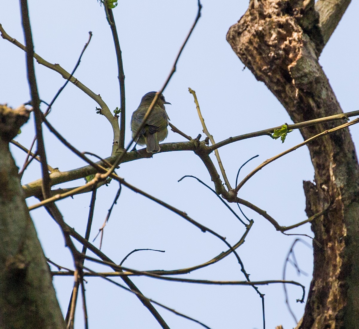 Vireo Chiví - ML79870691