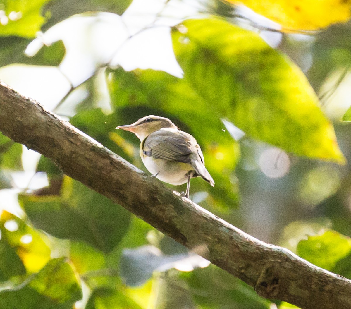 brunøyevireo - ML79870731