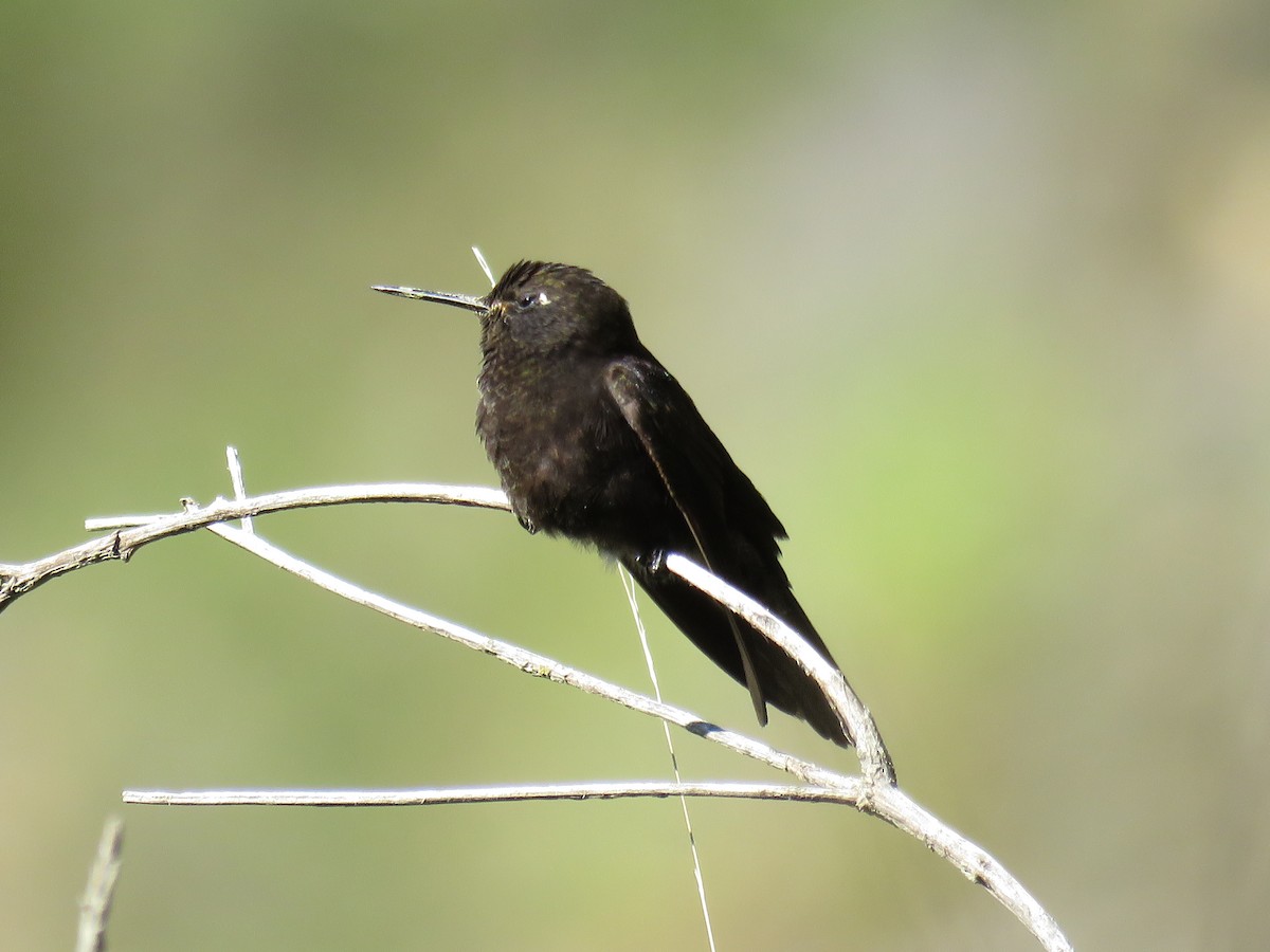 Black Metaltail - Manuel Roncal