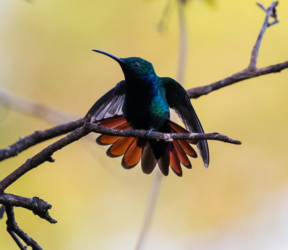 Black-throated Mango - ML79870881