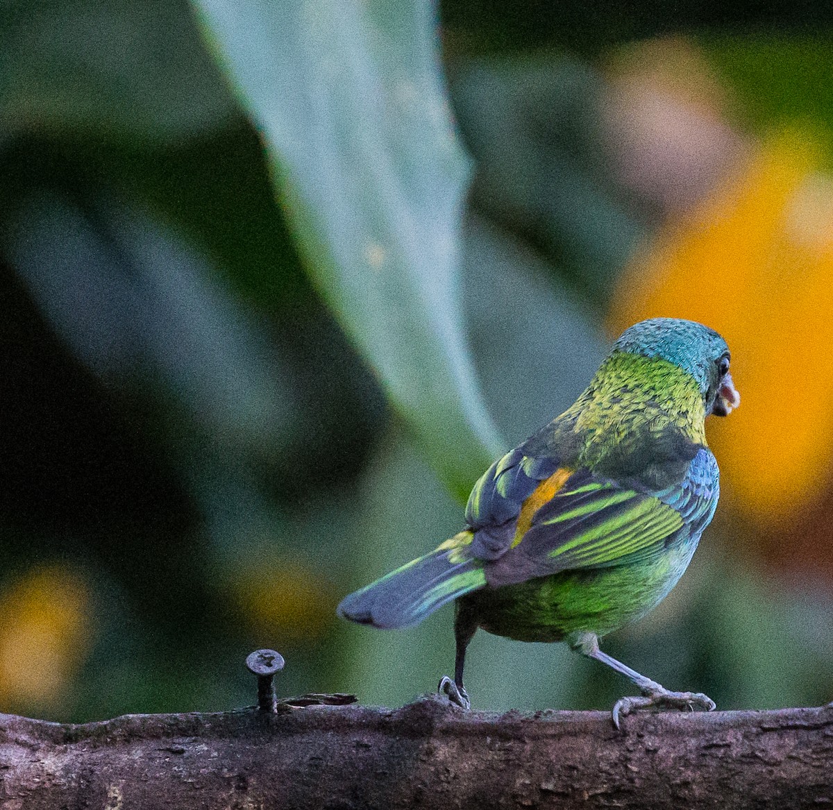 Green-headed Tanager - ML79871021