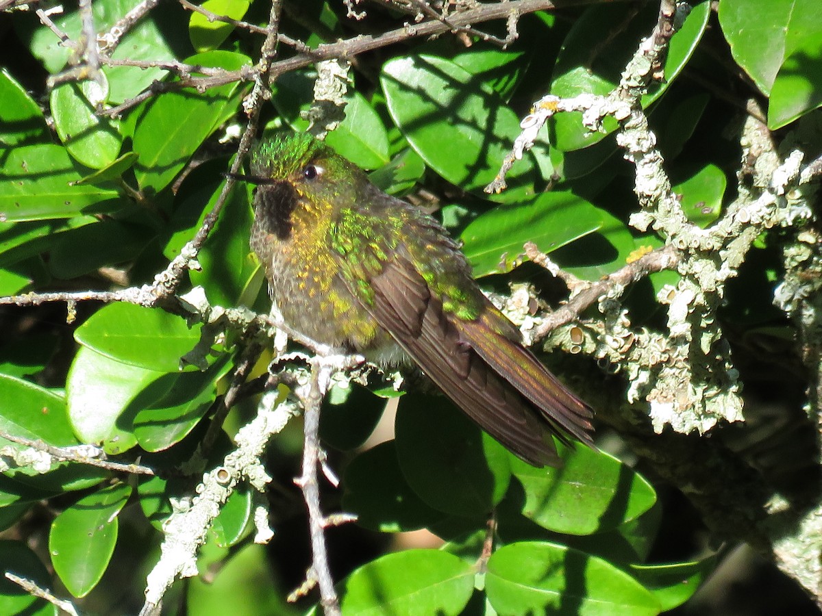 Tyrian Metaltail - Manuel Roncal