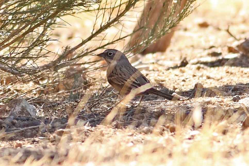 Sagebrush Sparrow - ML79872801