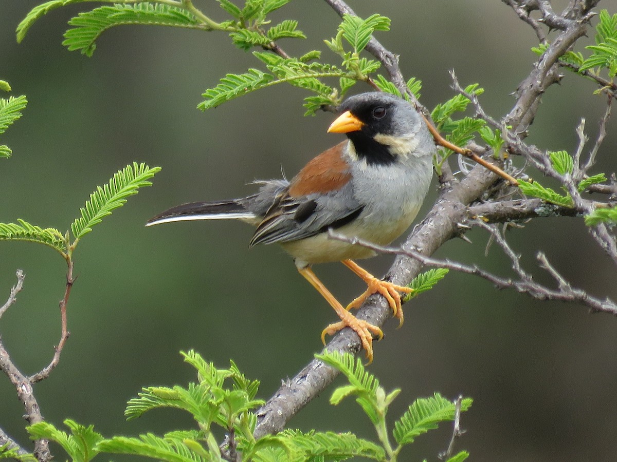 Buff-bridled Inca-Finch - ML79873511