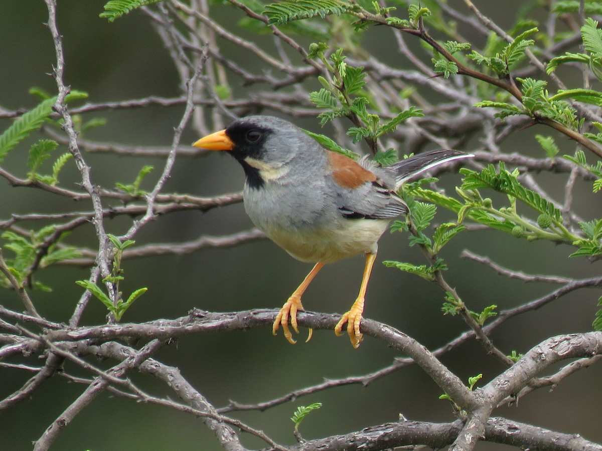 Buff-bridled Inca-Finch - ML79873561