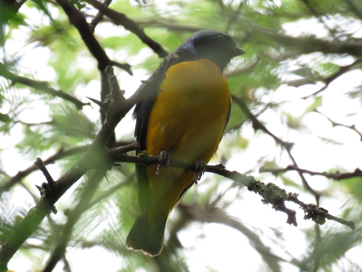 Golden-rumped Euphonia - ML79873821