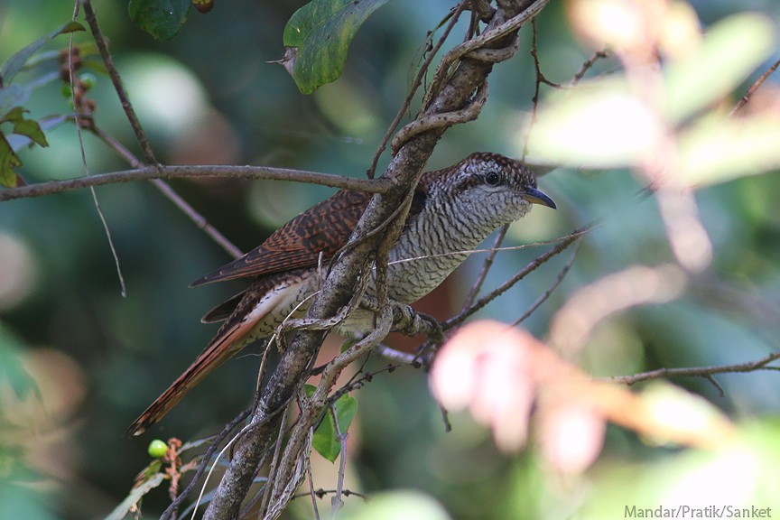 Banded Bay Cuckoo - ML79875291