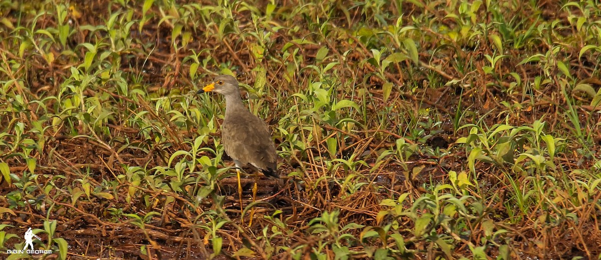 Gray-headed Lapwing - ML79875351