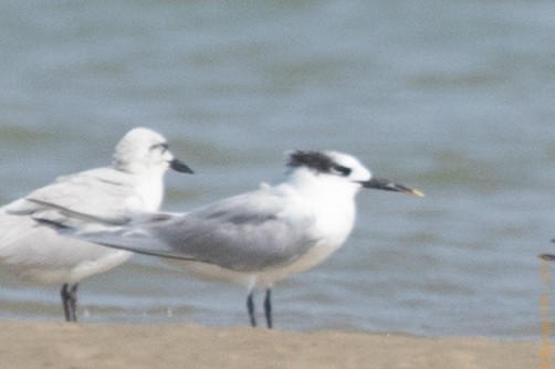 Sandwich Tern - ML79875851