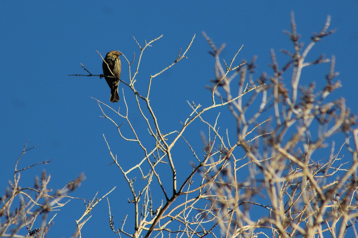 Red-winged Blackbird - David Lerwill