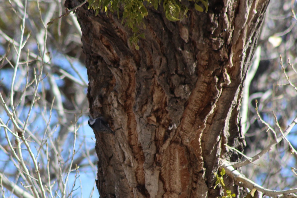 White-breasted Nuthatch - ML79877551