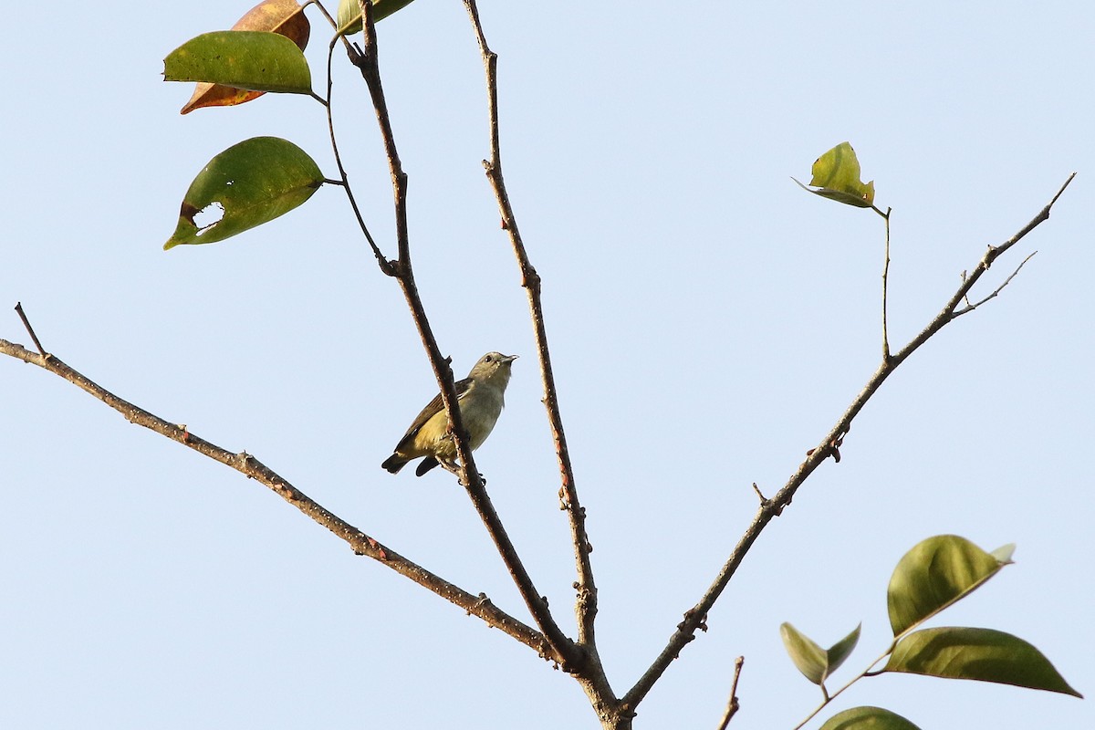 Pygmy Flowerpecker - ML79879761