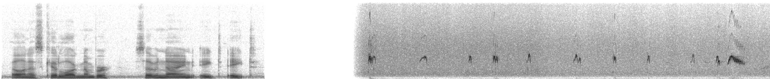 Серогрудый тиранн - ML7988