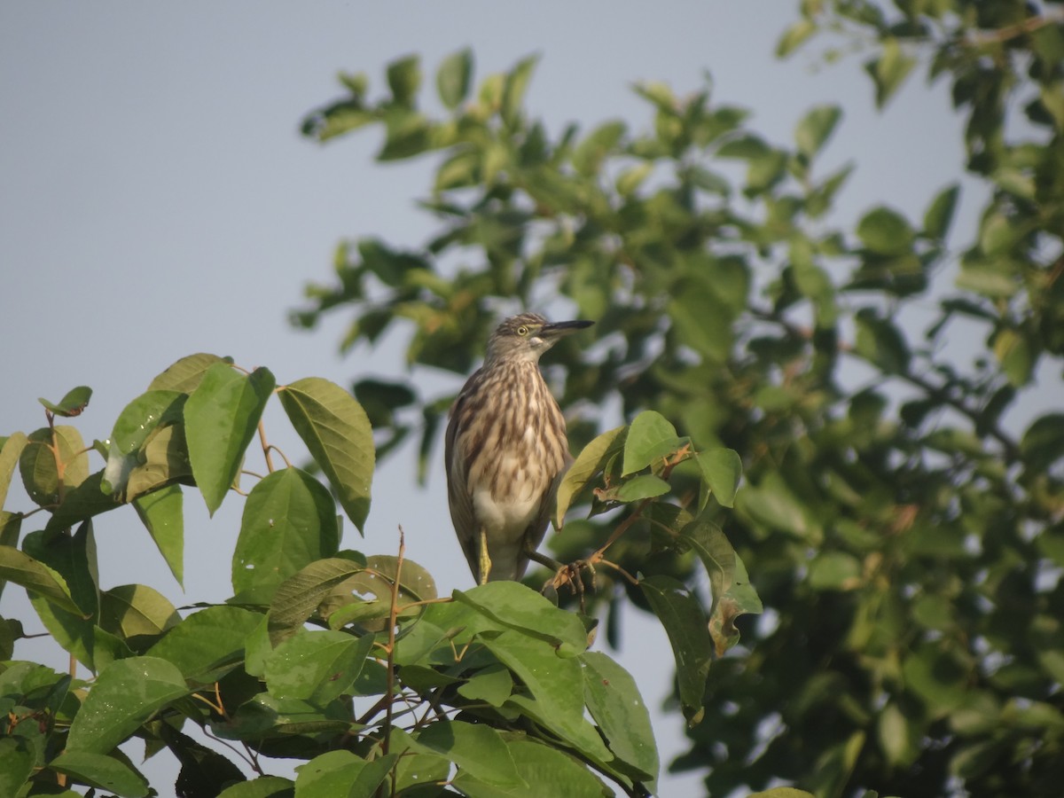 Indian Pond-Heron - ML79881641