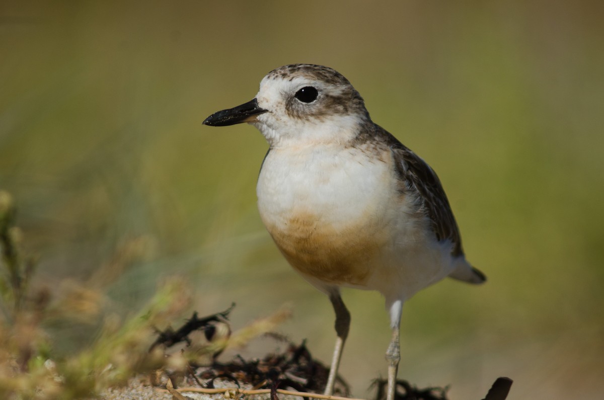 Red-breasted Dotterel - ML79882631