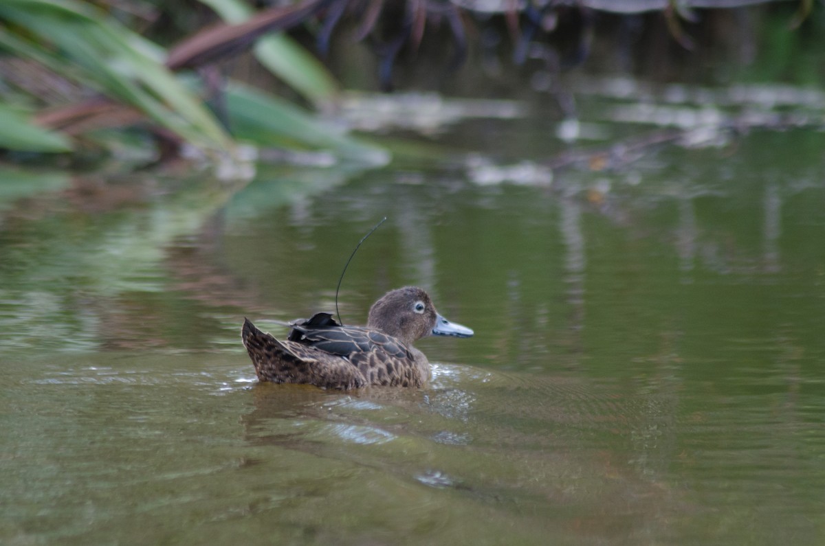 Brown Teal - ML79882941