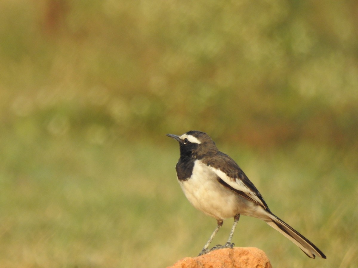 White-browed Wagtail - ML79883411